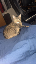 Lost Female Cat last seen Q drive South, Athens, MI 49011