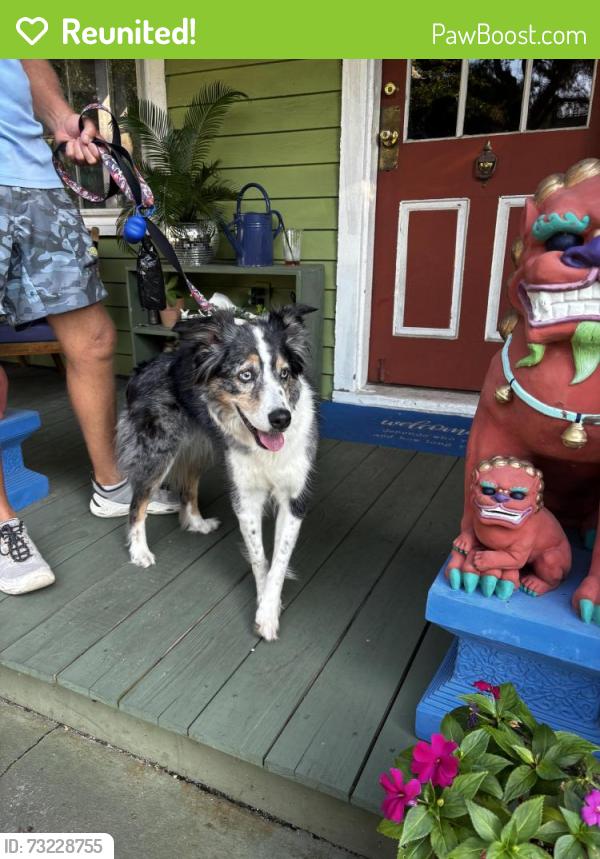 Reunited Unknown Dog last seen East Belmont and 6th Avenue, Pensacola, FL 32501