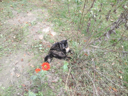 Lost Female Cat last seen Bob evans restaurant new hope commons area, Durham, NC 27707