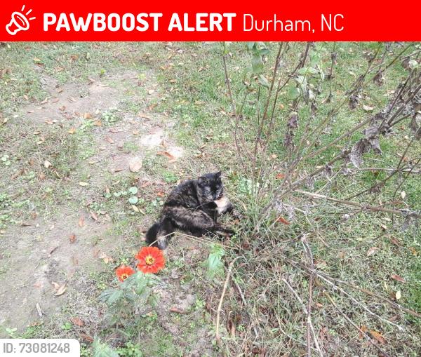 Lost Female Cat last seen Bob evans restaurant new hope commons area, Durham, NC 27707