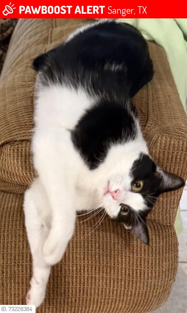 Lost Female Cat last seen High Plains & Lake Park, Sanger, TX 76266