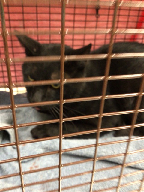 Shelter Stray Unknown Cat last seen 88TH & STEELE, 12155 Park Blvd, Brighton, CO 80601, USA