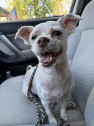 Reunited Male Dog last seen Pecan Ave, Orangevale, CA 95662