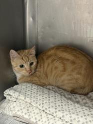 Shelter Stray Female Cat last seen , West Valley Animal Shelter, 20655 Plummer St, Chatsworth, CA 91311, USA