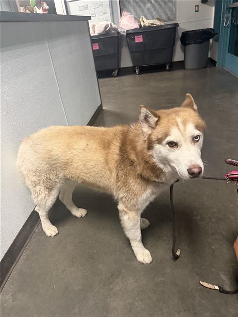 Shelter Stray Male Dog last seen , West Valley Animal Shelter, 20655 Plummer St, Chatsworth, CA 91311, USA