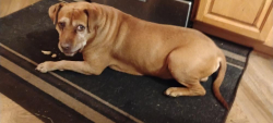 Found/Stray Male Dog last seen Marquette Park 46403, Gary, IN 46403