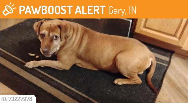 Found/Stray Male Dog last seen Marquette Park 46403, Gary, IN 46403