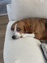 Reunited Male Dog last seen Quail Creek Ln, Wildomar, CA 92595, USA, Wildomar, CA 92595