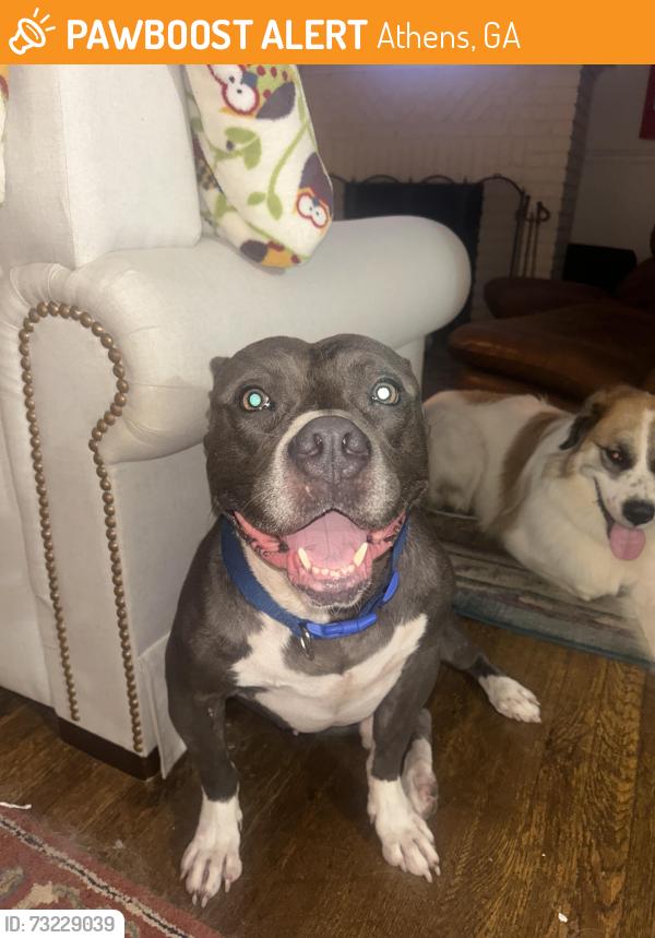 Found/Stray Male Dog last seen Near the corner of Milledge and Broad, Athens, GA 30605