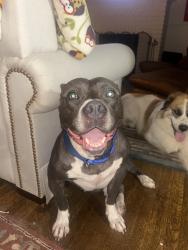 Found/Stray Male Dog last seen Near the corner of Milledge and Broad, Athens, GA 30605