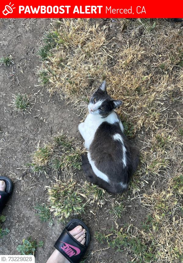 Lost Male Cat last seen Near Charles Wright school, Merced, CA 95340