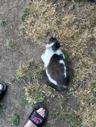 Lost Male Cat last seen Near Charles Wright school, Merced, CA 95340