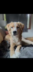 Lost Female Dog last seen Stark st, Portland, OR 97233