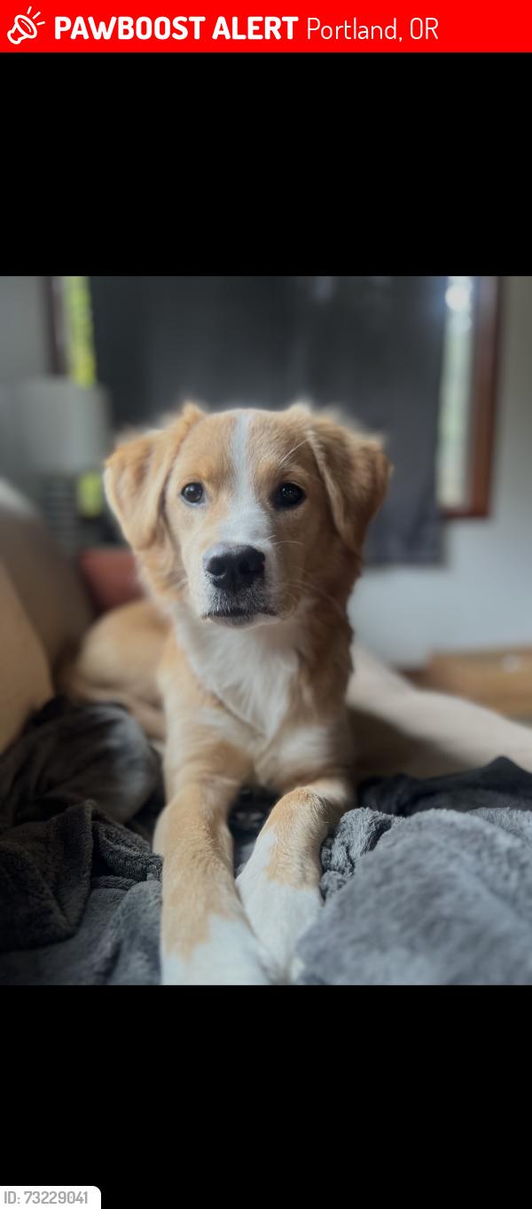 Lost Female Dog last seen Stark st, Portland, OR 97233