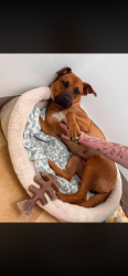 Lost Female Dog last seen Near 44 west twin rd, Highlands, NJ 07732