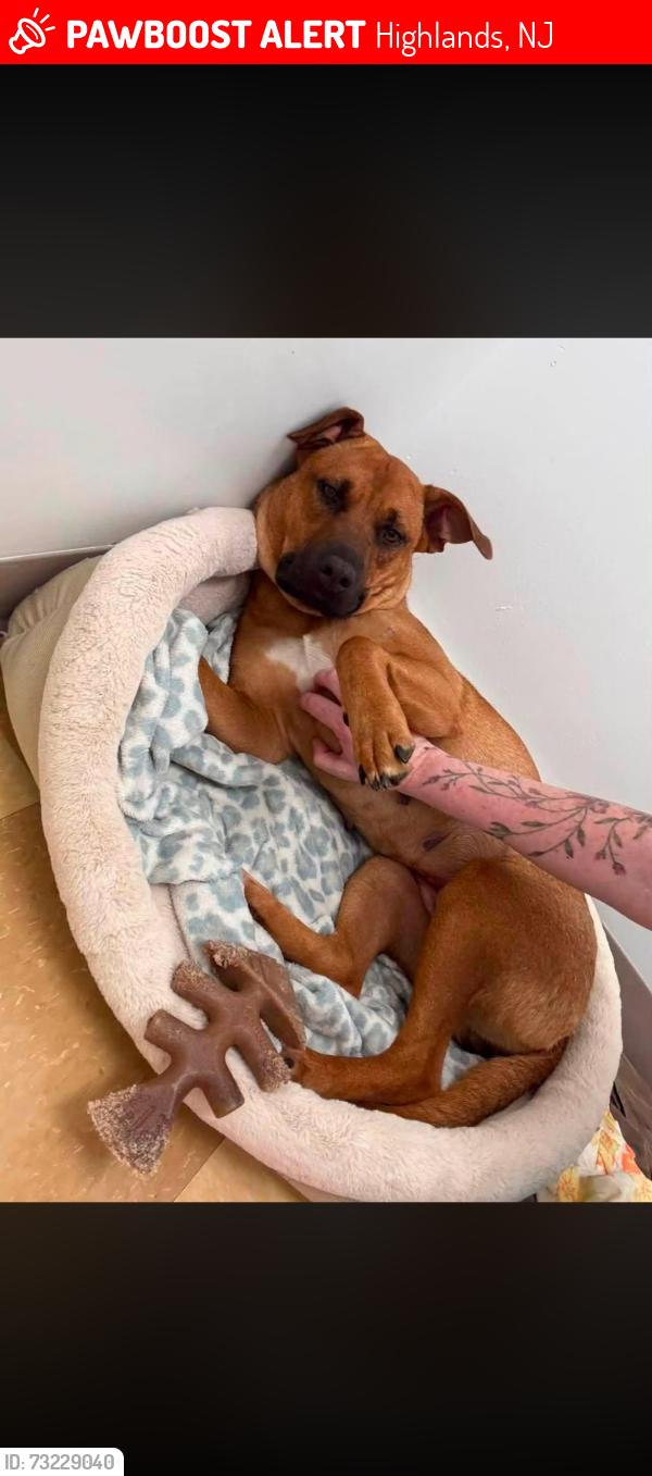 Lost Female Dog last seen Near 44 west twin rd, Highlands, NJ 07732