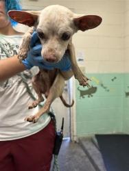 Shelter Stray Male Dog last seen FRUITRIDGE RD & STOCKTON BLVD, 2127 Front St, Sacramento, CA 95818, USA