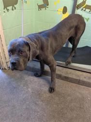 Shelter Stray Female Dog last seen KENMAR RD & BARROS DR, 2127 Front St, Sacramento, CA 95818, USA