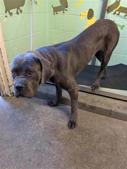 Shelter Stray Female Dog last seen KENMAR RD & BARROS DR, 2127 Front St, Sacramento, CA 95818, USA