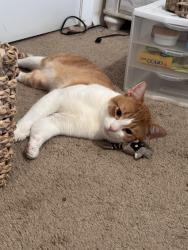 Lost Male Cat last seen bobo section road and Mitchell Moore road, Hazel Green, AL 35750