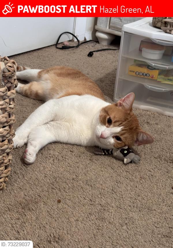 Lost Male Cat last seen bobo section road and Mitchell Moore road, Hazel Green, AL 35750
