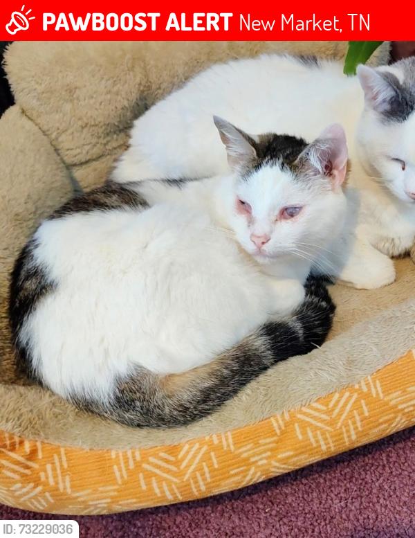 Lost Female Cat last seen Kearney Rd, New Market, TN 37820