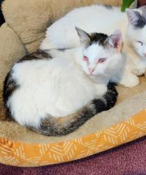 Lost Female Cat last seen Kearney Rd, New Market, TN 37820