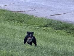 Found/Stray Male Dog last seen Pond, Henderson County, NC 28791
