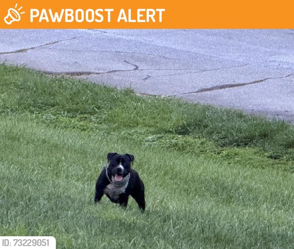 Found/Stray Male Dog last seen Pond, Henderson County, NC 28791