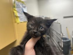 Shelter Stray Female Cat last seen , 1850 W 60th St, Los Angeles, CA 90047, USA