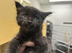 Shelter Stray Male Cat last seen , 1850 W 60th St, Los Angeles, CA 90047, USA