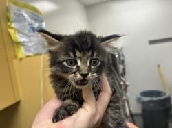 Shelter Stray Male Cat last seen , 1850 W 60th St, Los Angeles, CA 90047, USA