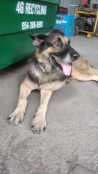 Found/Stray Male Dog last seen Miami, West Little River, FL 33147