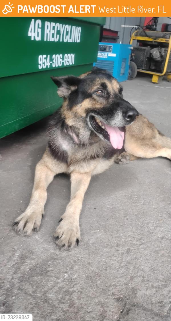 Found/Stray Male Dog last seen Miami, West Little River, FL 33147