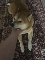 Reunited Male Dog last seen Woodland Terrace Park, Tampa, FL 33610