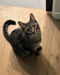Lost Male Cat last seen Perry steps, Spokane, WA 99203