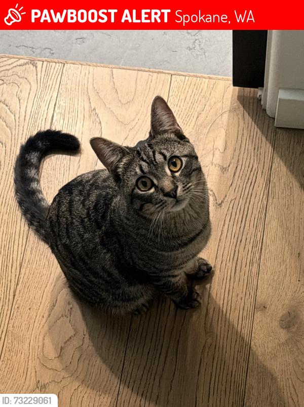 Lost Male Cat last seen Perry steps, Spokane, WA 99203
