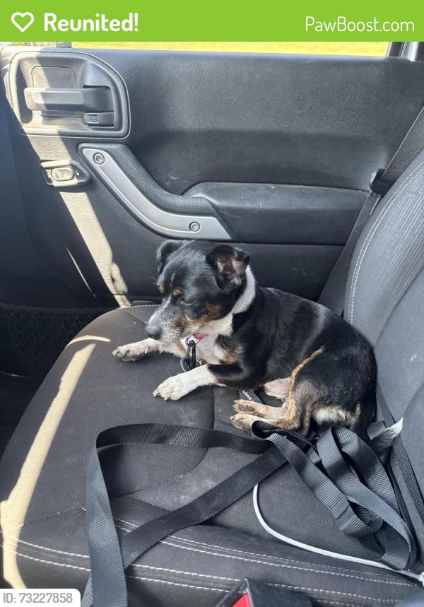 Reunited Male Dog last seen Briley Pkwy, Nashville, TN 37207
