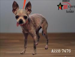 Shelter Stray Female Dog last seen , 1850 W 60th St, Los Angeles, CA 90047, USA