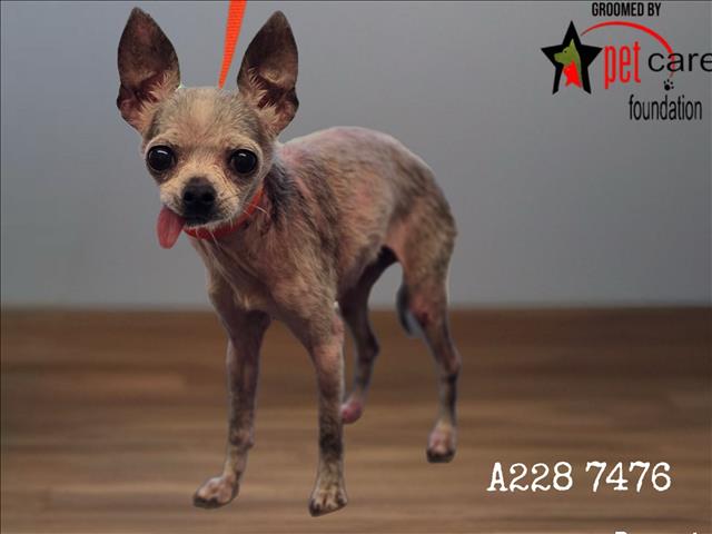 Shelter Stray Female Dog last seen , 1850 W 60th St, Los Angeles, CA 90047, USA