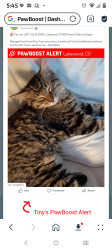 Lost Male Cat last seen Colfax and Ingals, Lakewood, CO 80214
