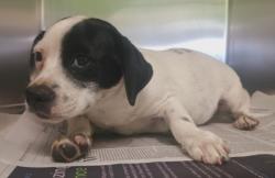 Shelter Stray Male Dog last seen , 1850 W 60th St, Los Angeles, CA 90047, USA