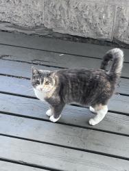 Found/Stray Unknown Cat last seen Jessie & Stafford, Winnipeg, MB R3M 0Z8