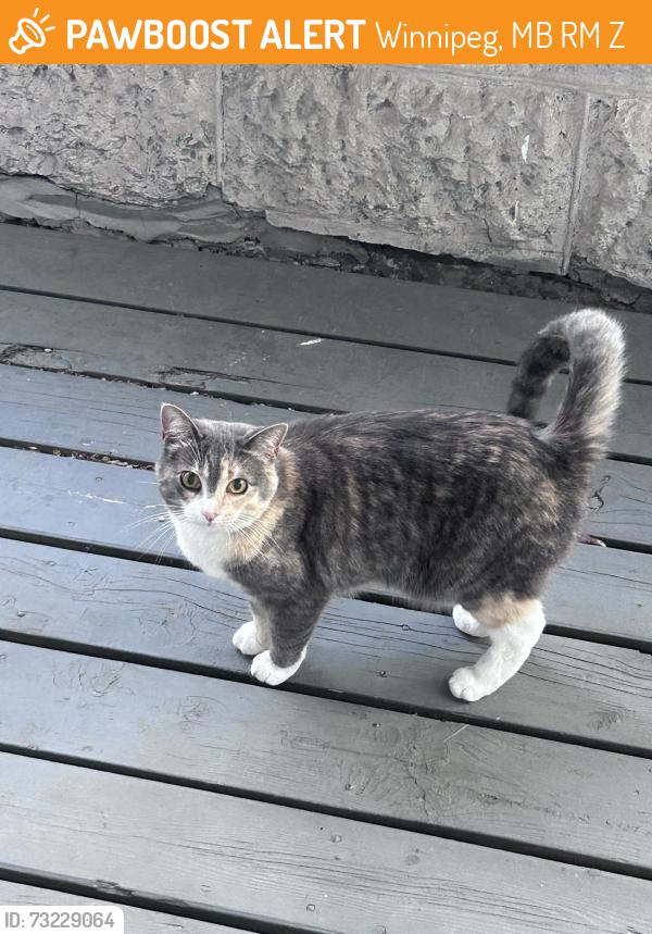 Found/Stray Unknown Cat last seen Jessie & Stafford, Winnipeg, MB R3M 0Z8