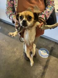 Shelter Stray Female Dog last seen , 1850 W 60th St, Los Angeles, CA 90047, USA