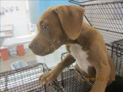 Shelter Stray Female Dog last seen , 1850 W 60th St, Los Angeles, CA 90047, USA