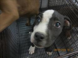Shelter Stray Female Dog last seen , 1850 W 60th St, Los Angeles, CA 90047, USA