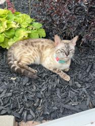 Reunited Female Cat last seen US 66 and Sara Rd, Yukon, OK 73099