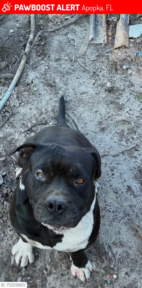 Lost Male Dog last seen South lake pleasant rd, Apopka, FL 32703
