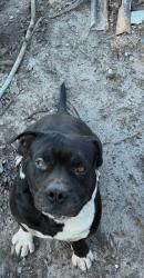 Lost Male Dog last seen South lake pleasant rd, Apopka, FL 32703